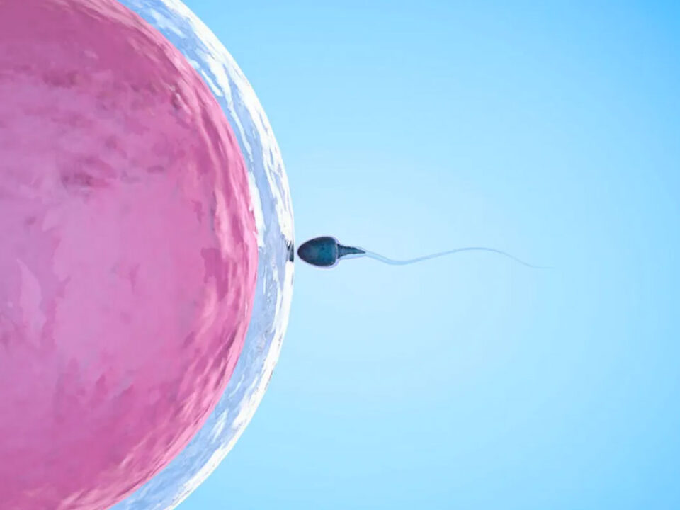 Características del espermatozoide