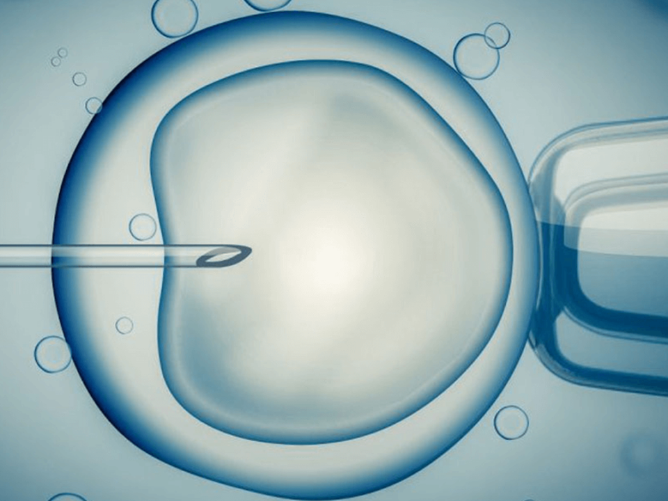 Fertilización In Vitro