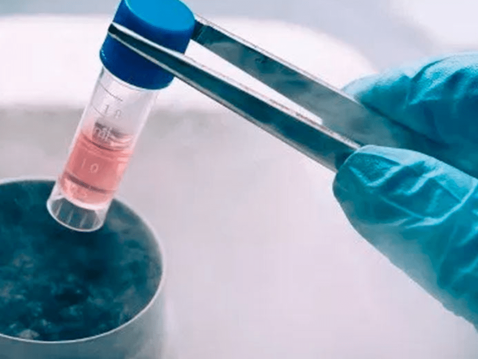 Transferencia de Embriones Congelados