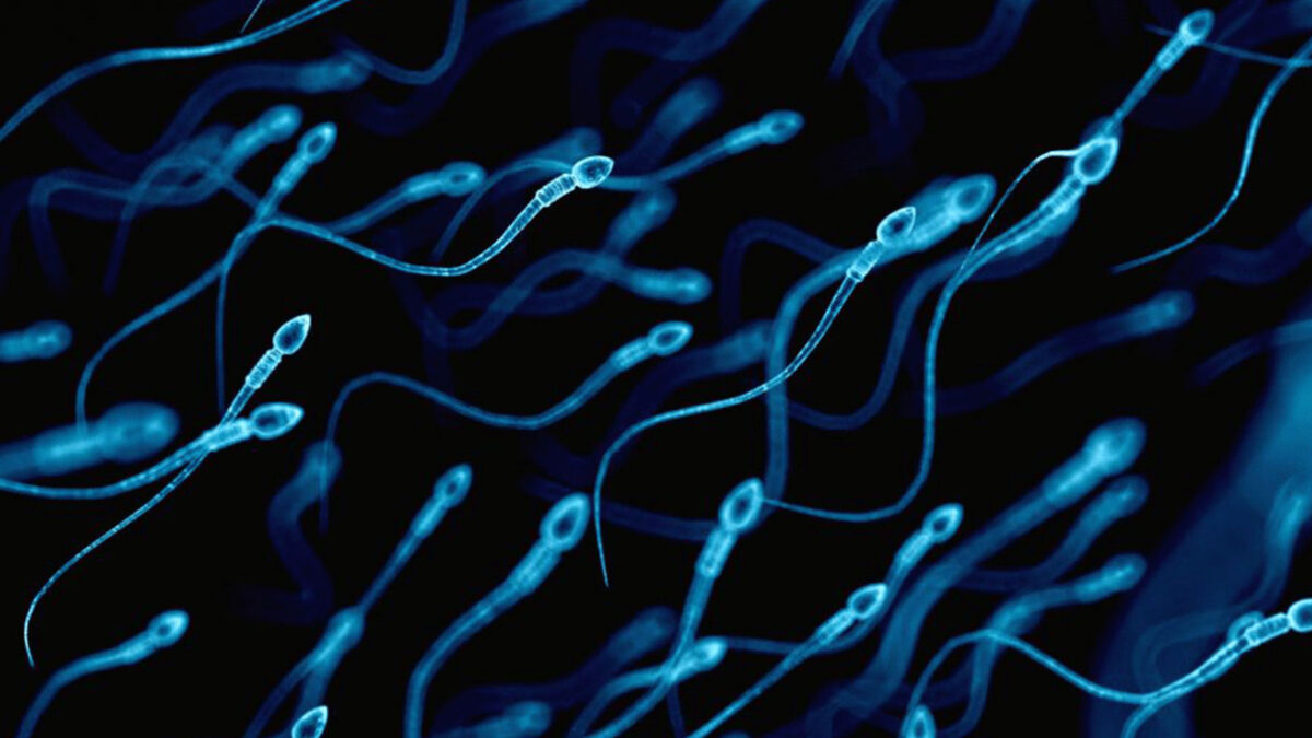 Como esta conformado el esperma